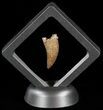 Tyrannosaur (Nanotyrannus) Tooth - Montana #49536-1